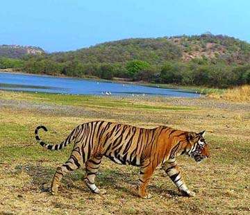 Golden Triangle With Ranthambore